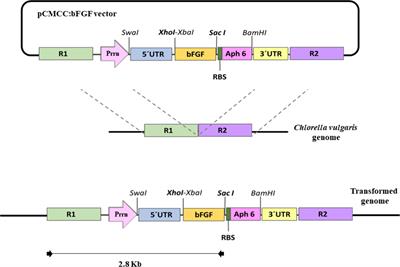 Construction and Validation of a Chloroplast Expression Vector for the Production of Recombinant Proteins in Chlorella vulgaris